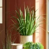 ALLIUM Hierba Ornamental Verde|CASA