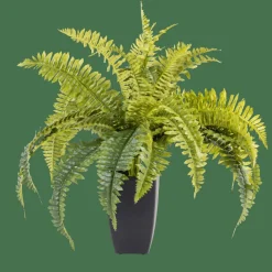 BOSTON Planta Helecho Verde|CASA Clearance