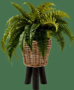 BOSTON Planta Helecho Verde|CASA Clearance
