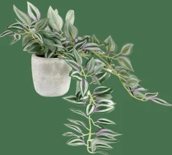 CALATHEA Planta Colgante Gris, Verde, Morado|CASA Best