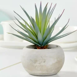 CEMENT Planta Crasa Art En Tarro Gris|CASA New