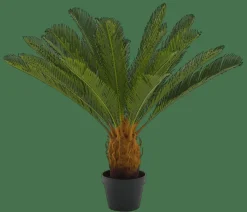 CYCAS Palma Verde|CASA Best