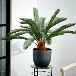 CYCAS Palma Verde|CASA Best