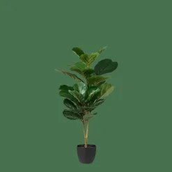 FIGI Negro, Verde Oscuro|CASA Hot