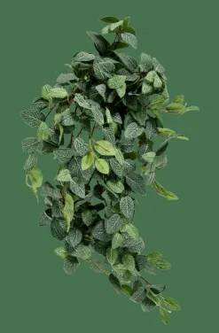 FITTONIA Guirnalda De Hojas Verde|CASA Online
