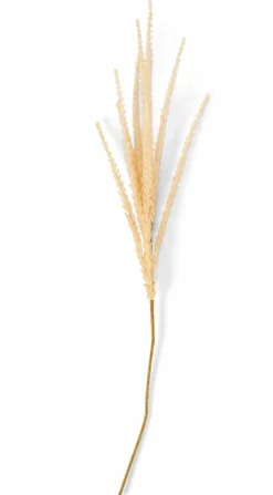 GOLDENROD Tallo Caqui|CASA