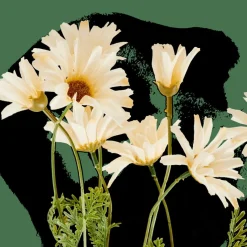 INDI Rama De Flores Crema|CASA Online
