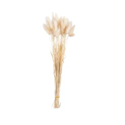 LAGURUS Cola De Liebre Natural|CASA Clearance