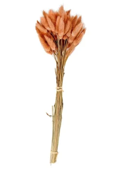 LAGURUS Cola De Liebre Rosa|CASA Sale