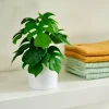 MONSTERA Planta Varios Colores|CASA Online