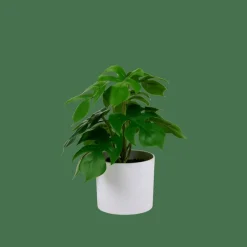 MONSTERA Planta Varios Colores|CASA Online