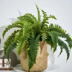 OAK Pedestal Natural|CASA Best