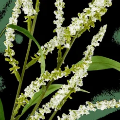 OPHIO Rama Blanco|CASA