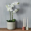 ORCHID Orquídea En Maceta Blanco|CASA Best