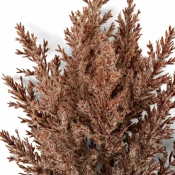 PLUME Plumas Decorativas Marrón Claro|CASA Sale