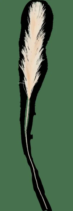 PLUME Plumas Decorativas Crema|CASA Clearance