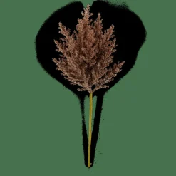 PLUME Tallo De Pluma Marrón|CASA Hot