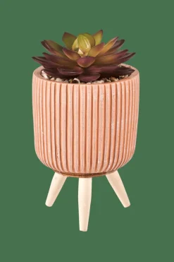 STRIPE Planta Crasa Art En Tarro Multicolor|CASA Online