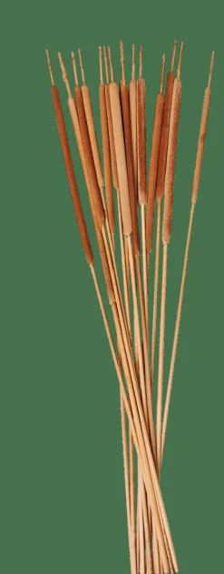 TYPHA Cañas Juego De 15 Natural|CASA Best