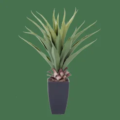 VERA Planta Aloë Vera Verde|CASA Outlet