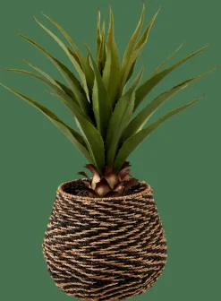 VERA Planta Aloë Vera Verde|CASA Outlet