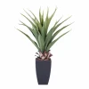 VERA Planta Crasa En Un Palillo Verde|CASA Clearance