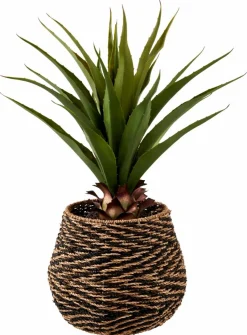 VERA Planta Crasa En Un Palillo Verde|CASA Clearance