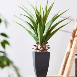 VERA Planta Crasa En Un Palillo Verde|CASA Clearance